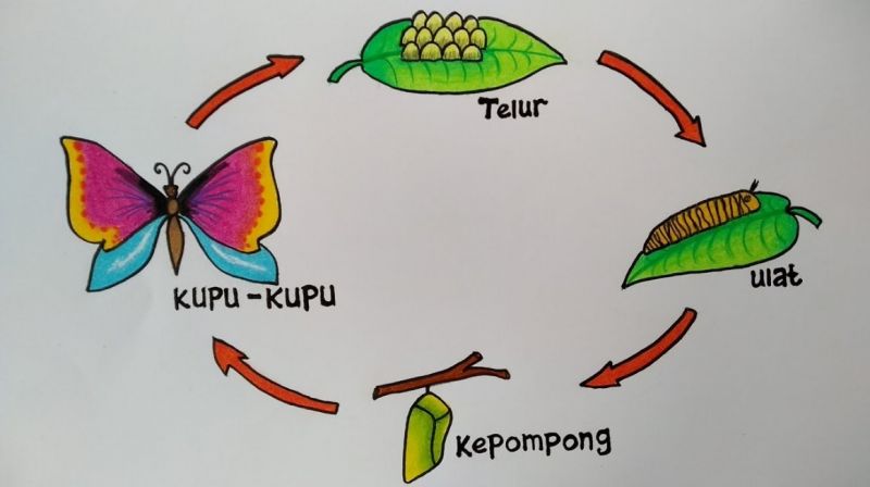 Detail Gambar Tahapan Metamorfosis Kupu Kupu Nomer 6