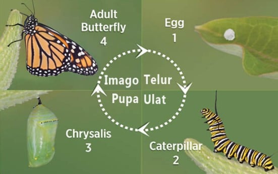 Detail Gambar Tahapan Metamorfosis Kupu Kupu Nomer 51