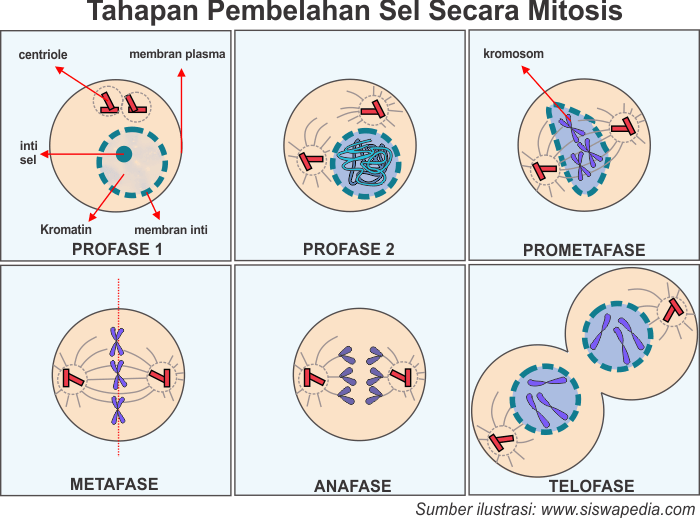 Gambar Tahapan Mitosis - KibrisPDR