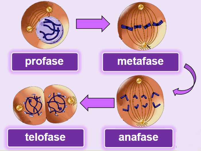Detail Gambar Tahapan Mitosis Nomer 2