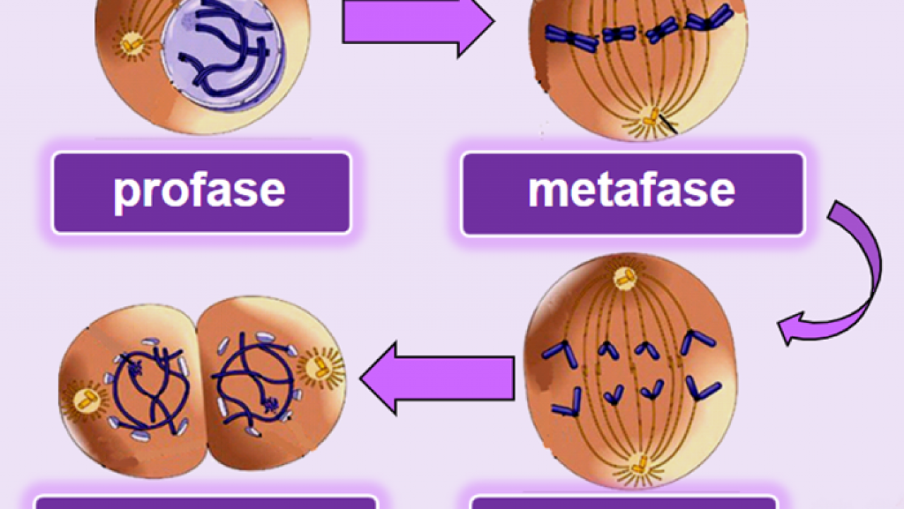 Detail Gambar Tahapan Mitosis Nomer 11