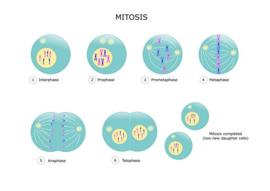 Detail Gambar Tahapan Mitosis Nomer 12