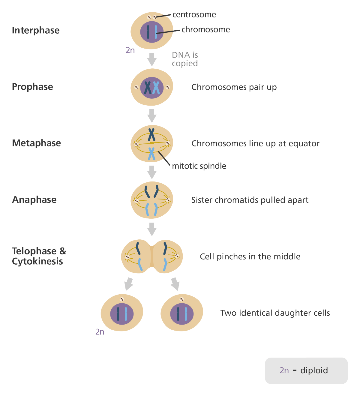 Detail Gambar Tahapan Mitosis Nomer 13