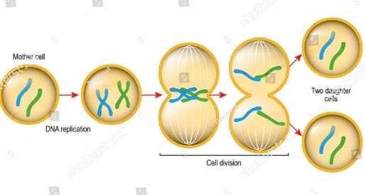 Detail Gambar Tahapan Mitosis Nomer 14