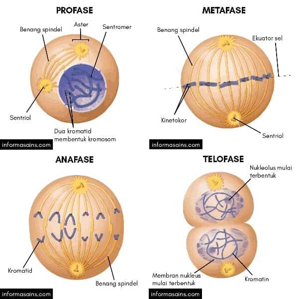 Detail Gambar Tahapan Mitosis Nomer 15