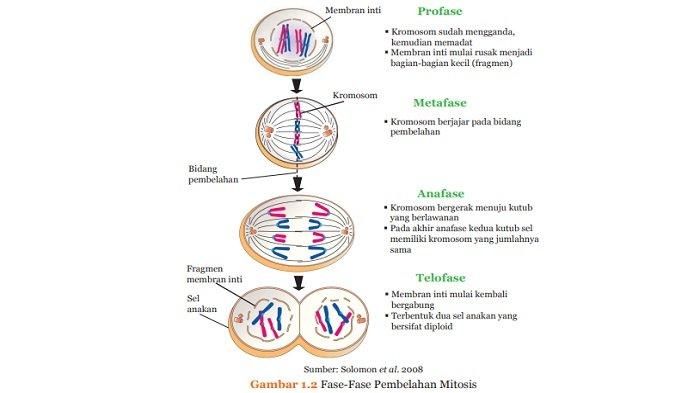 Detail Gambar Tahapan Mitosis Nomer 16