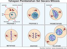 Detail Gambar Tahapan Mitosis Nomer 19