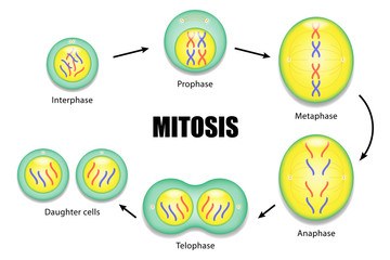 Detail Gambar Tahapan Mitosis Nomer 20