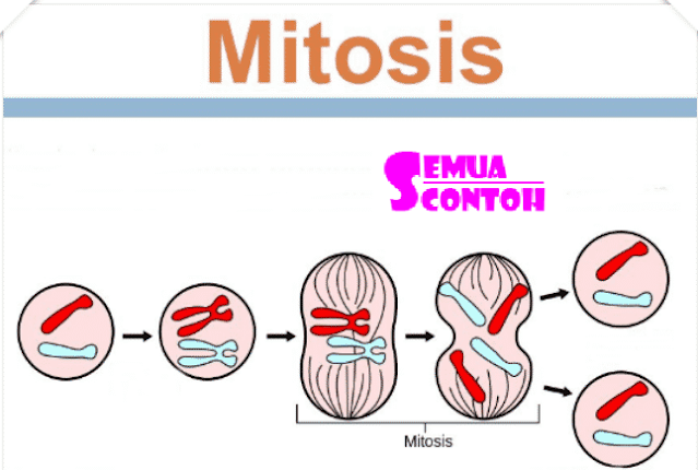 Detail Gambar Tahapan Mitosis Nomer 22