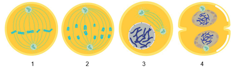 Detail Gambar Tahapan Mitosis Nomer 26