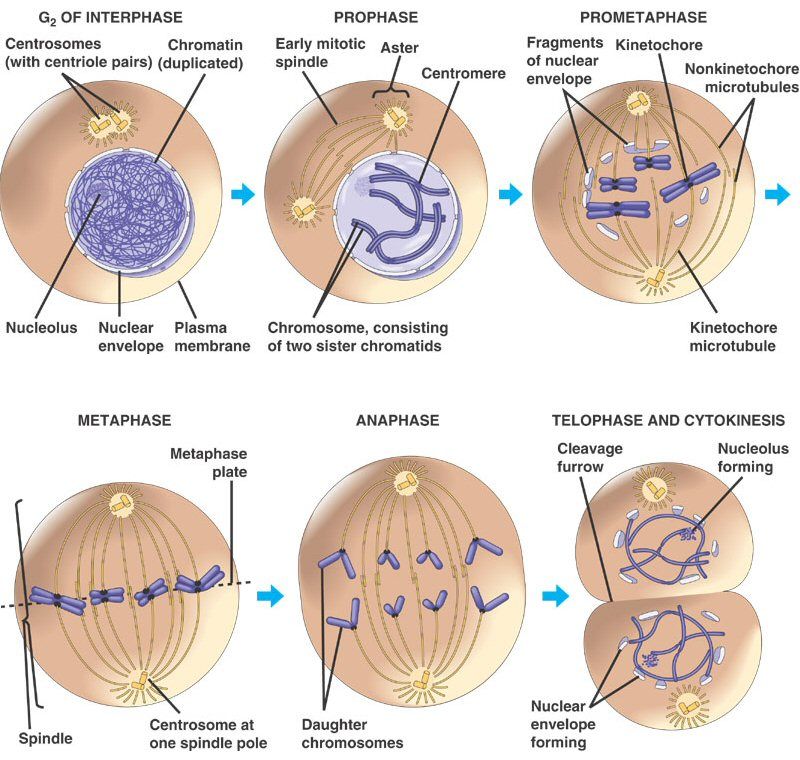 Detail Gambar Tahapan Mitosis Nomer 27