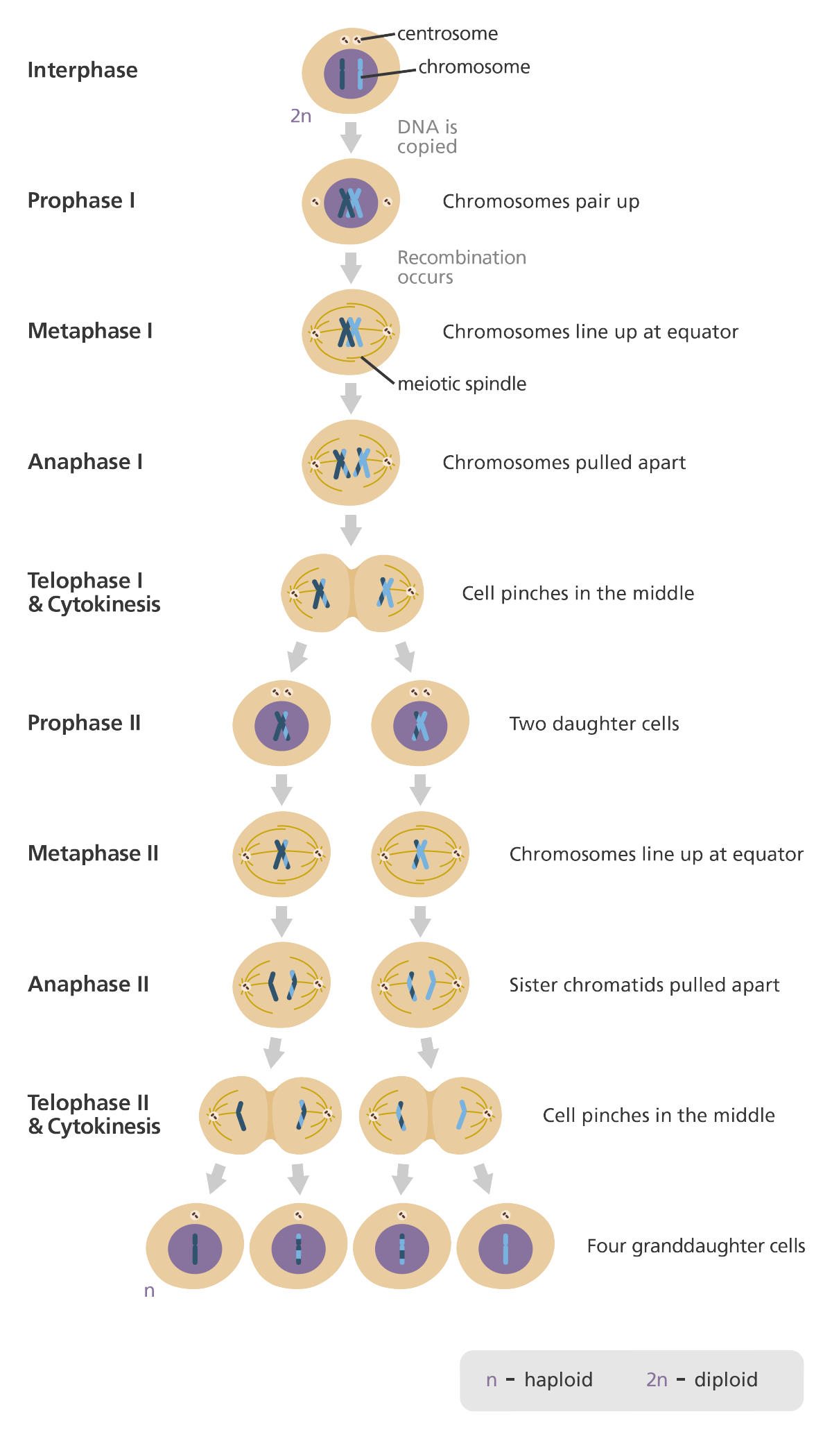 Detail Gambar Tahapan Mitosis Nomer 29