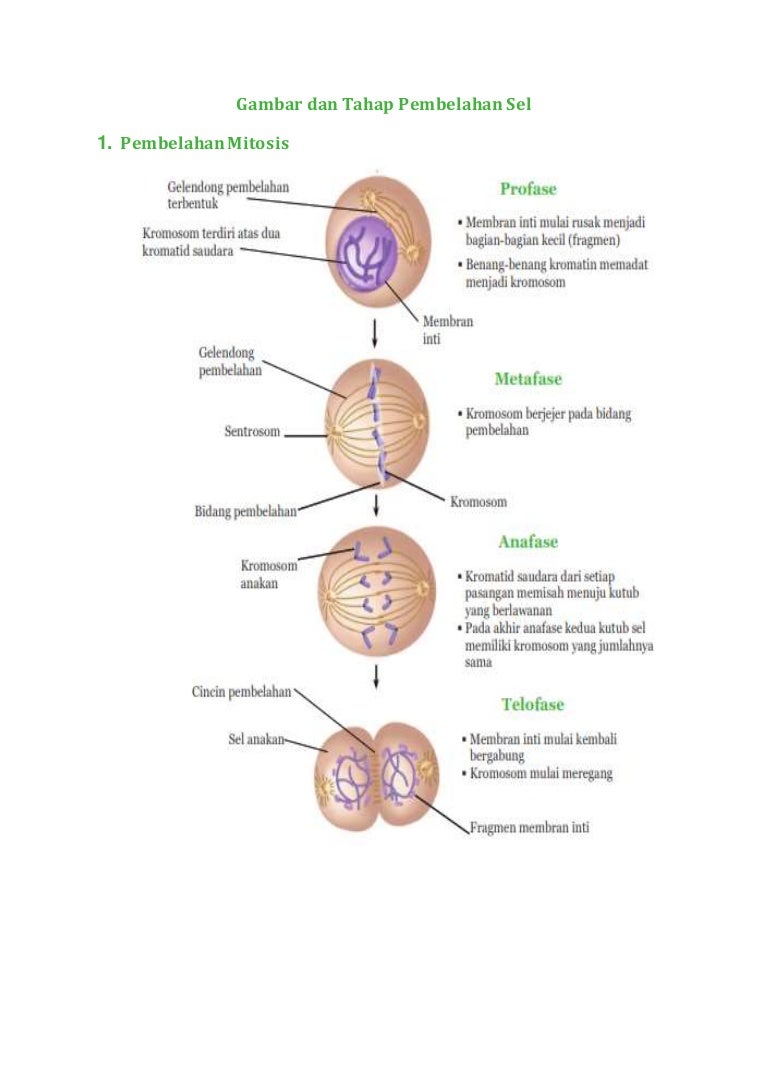 Detail Gambar Tahapan Mitosis Nomer 4