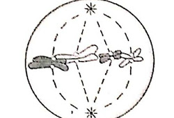 Detail Gambar Tahapan Mitosis Nomer 31