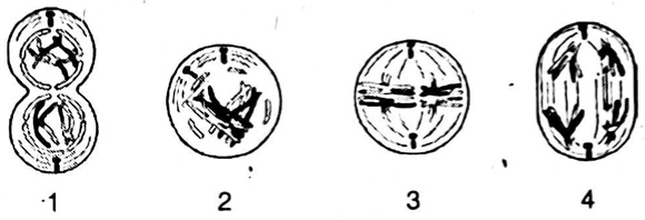 Detail Gambar Tahapan Mitosis Nomer 32