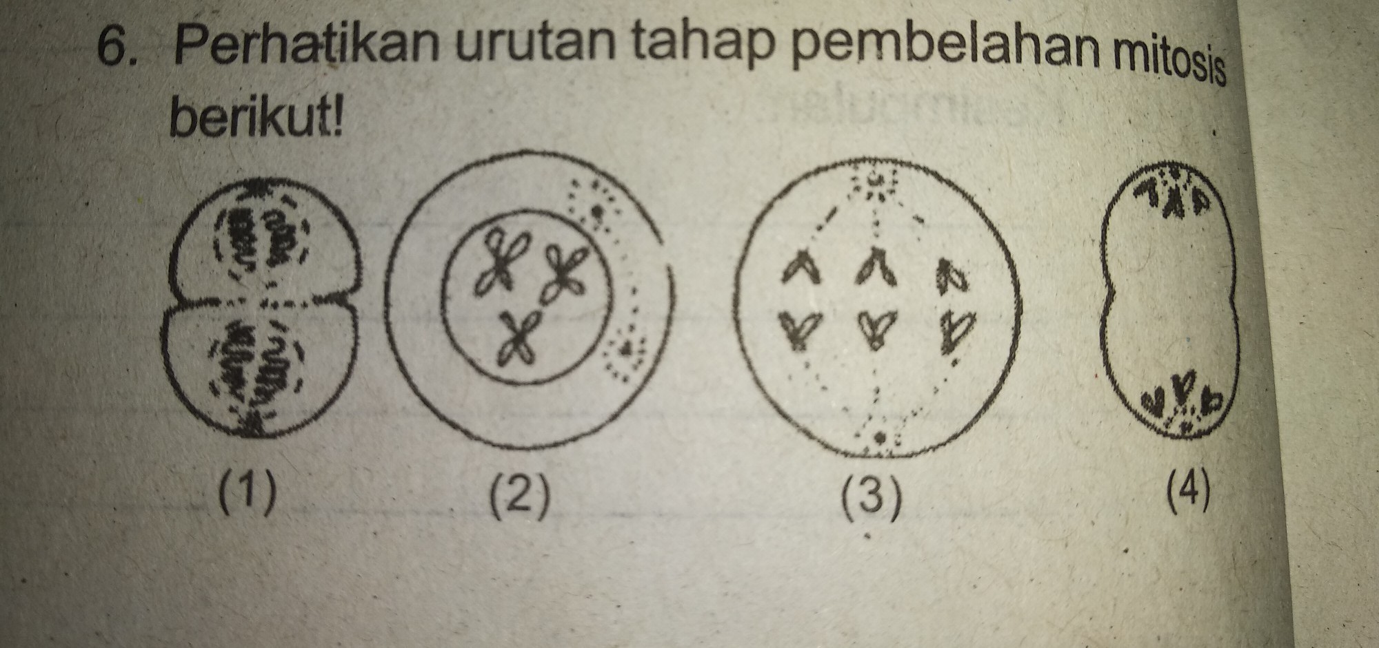 Detail Gambar Tahapan Mitosis Nomer 35