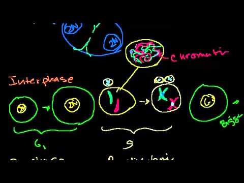 Detail Gambar Tahapan Mitosis Nomer 37