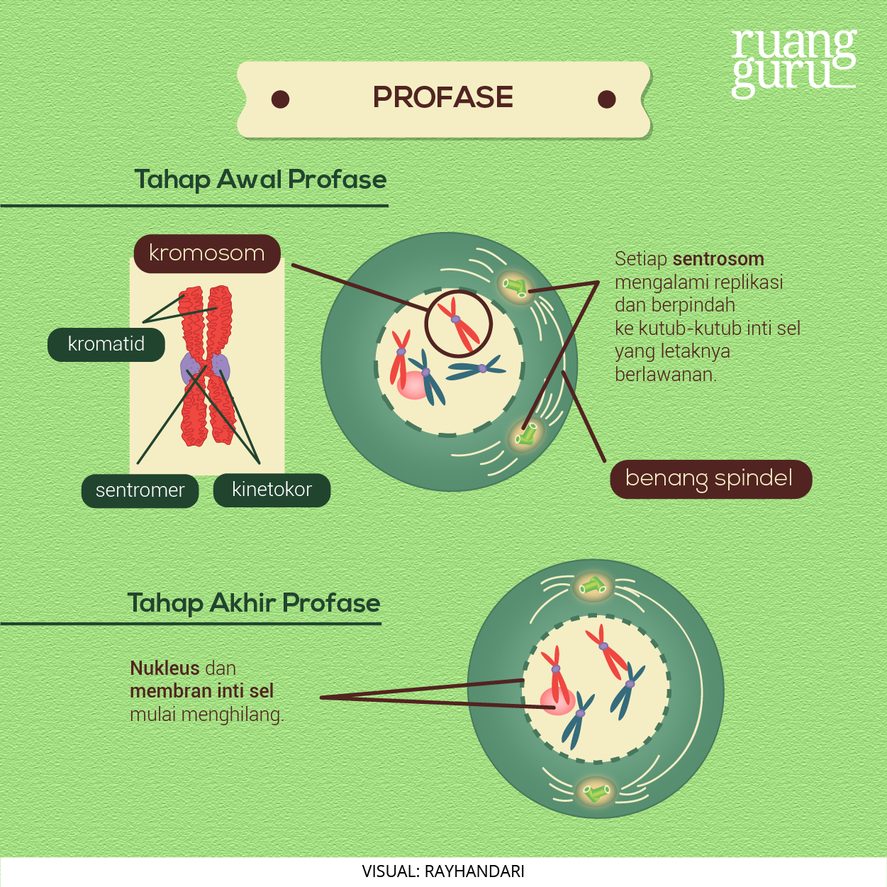 Detail Gambar Tahapan Mitosis Nomer 39