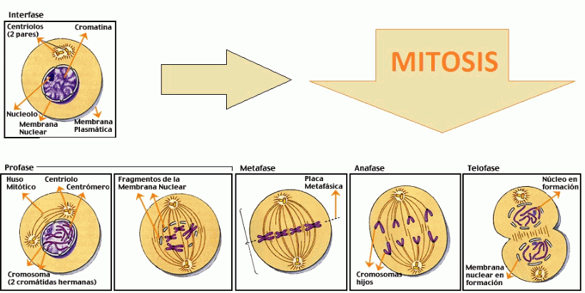 Detail Gambar Tahapan Mitosis Nomer 5