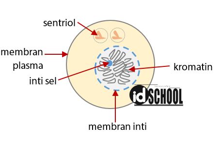 Detail Gambar Tahapan Mitosis Nomer 41