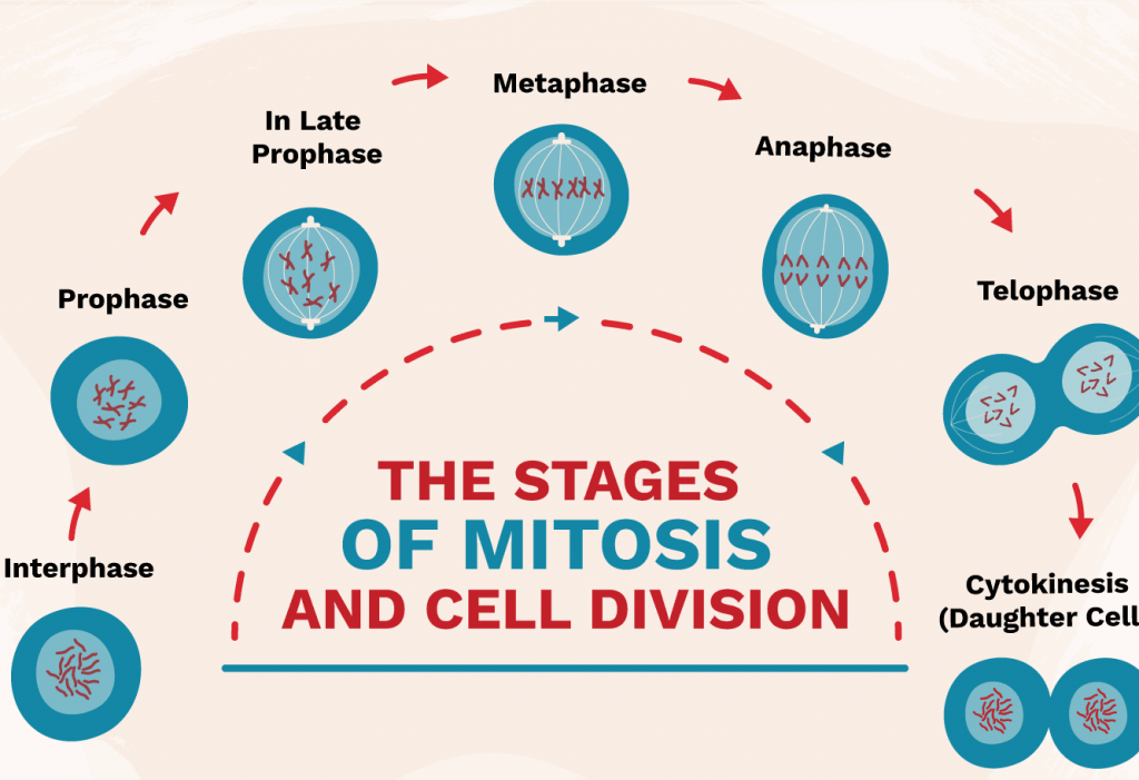 Detail Gambar Tahapan Mitosis Nomer 43