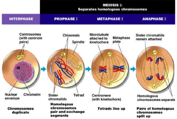 Detail Gambar Tahapan Mitosis Nomer 6