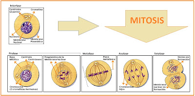 Detail Gambar Tahapan Mitosis Nomer 49