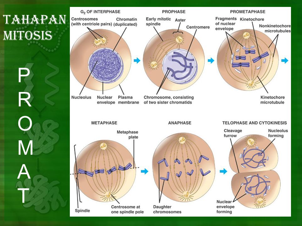 Detail Gambar Tahapan Mitosis Koleksi Nomer 50 Biology Diagrams