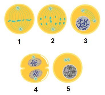 Detail Gambar Tahapan Mitosis Nomer 53