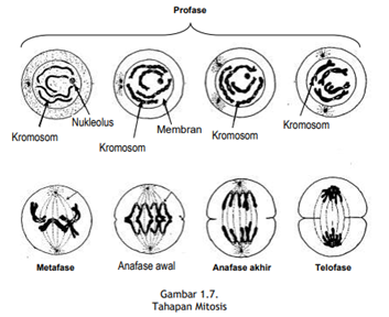 Detail Gambar Tahapan Mitosis Nomer 54