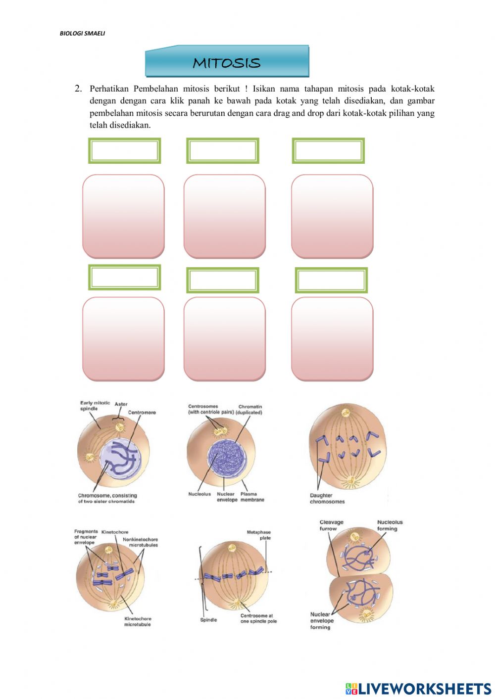 Detail Gambar Tahapan Mitosis Nomer 55