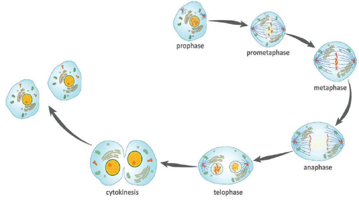 Detail Gambar Tahapan Mitosis Nomer 56