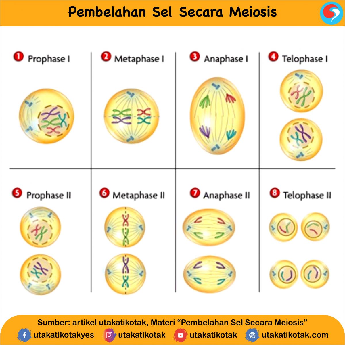 Detail Gambar Tahapan Mitosis Nomer 57