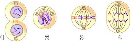 Detail Gambar Tahapan Mitosis Nomer 58