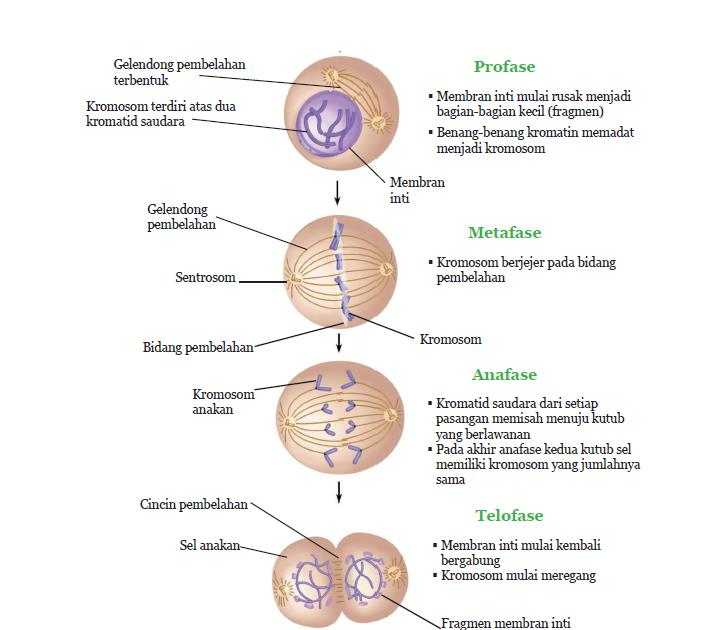 Detail Gambar Tahapan Mitosis Nomer 7