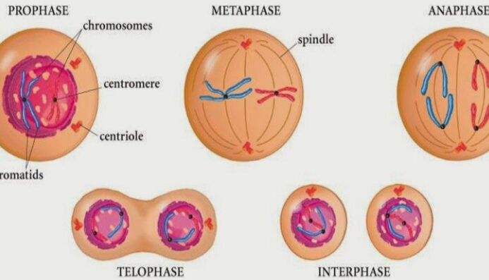 Detail Gambar Tahapan Mitosis Nomer 8