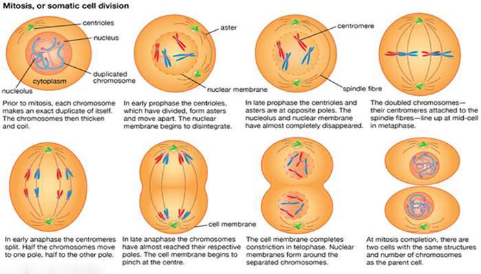 Detail Gambar Tahapan Mitosis Nomer 9
