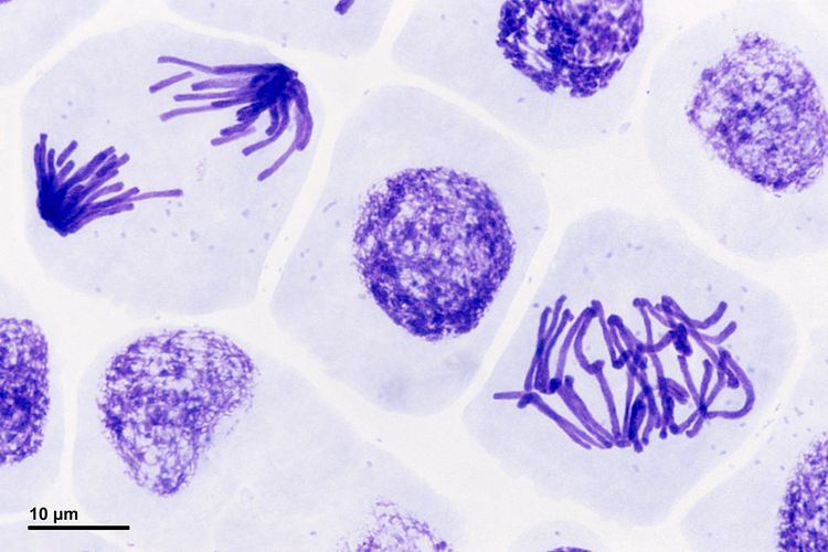 Detail Gambar Tahapan Mitosis Nomer 10