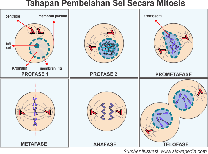 Gambar Tahapan Pembelahan Mitosis - KibrisPDR
