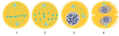 Detail Gambar Tahapan Pembelahan Mitosis Nomer 15