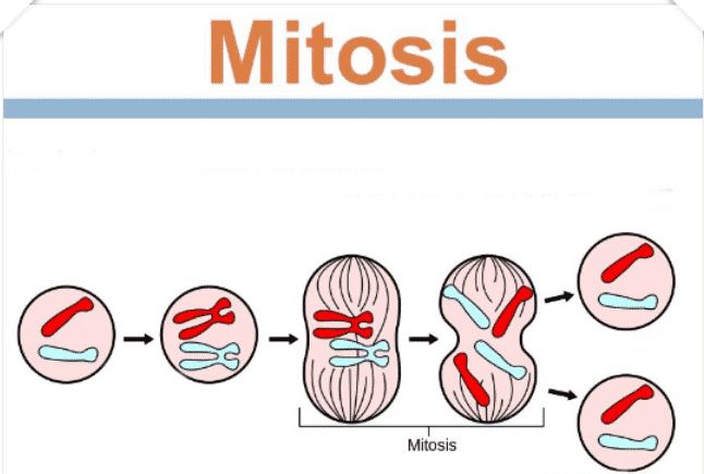 Detail Gambar Tahapan Pembelahan Mitosis Nomer 28
