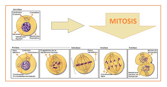 Detail Gambar Tahapan Pembelahan Mitosis Nomer 44
