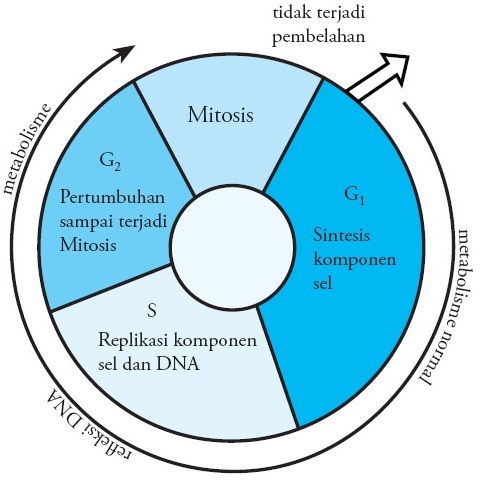 Detail Gambar Tahapan Pembelahan Mitosis Nomer 51