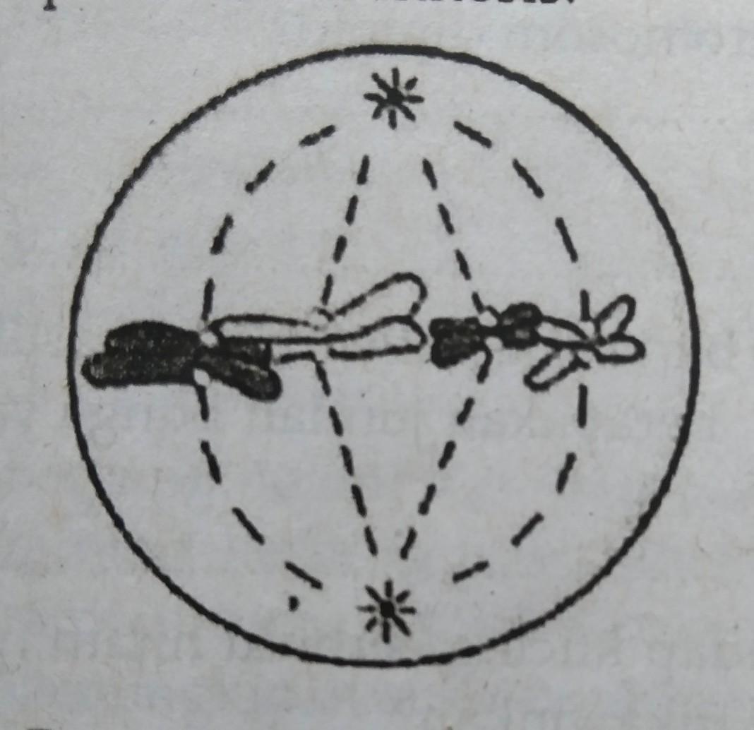 Detail Gambar Tahapan Pembelahan Mitosis Nomer 57