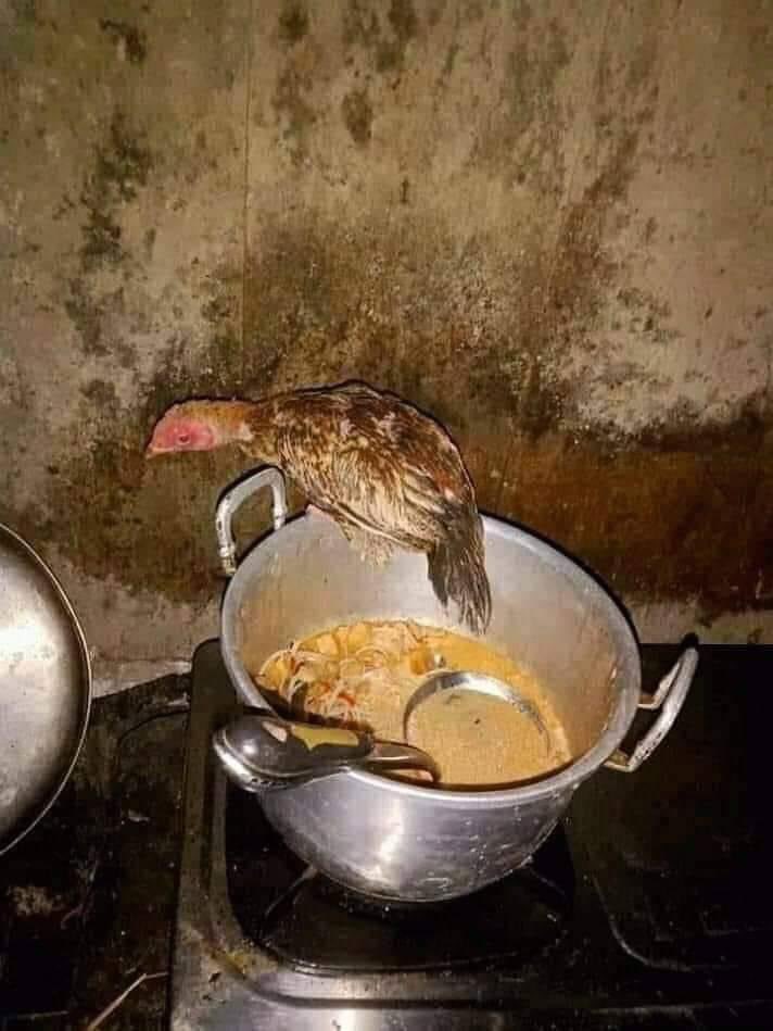 Gambar Tai Ayam - KibrisPDR