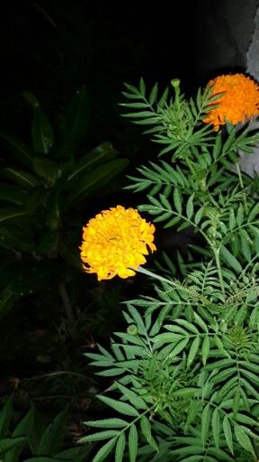 Detail Gambar Tai Ayam Nomer 12