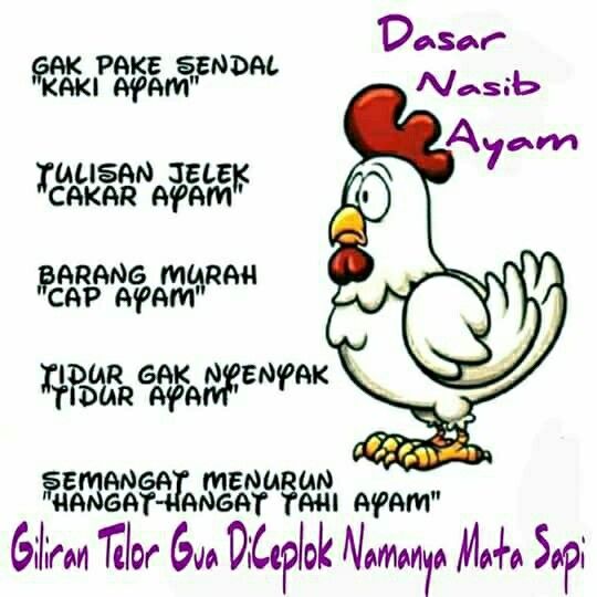 Detail Gambar Tai Ayam Nomer 14