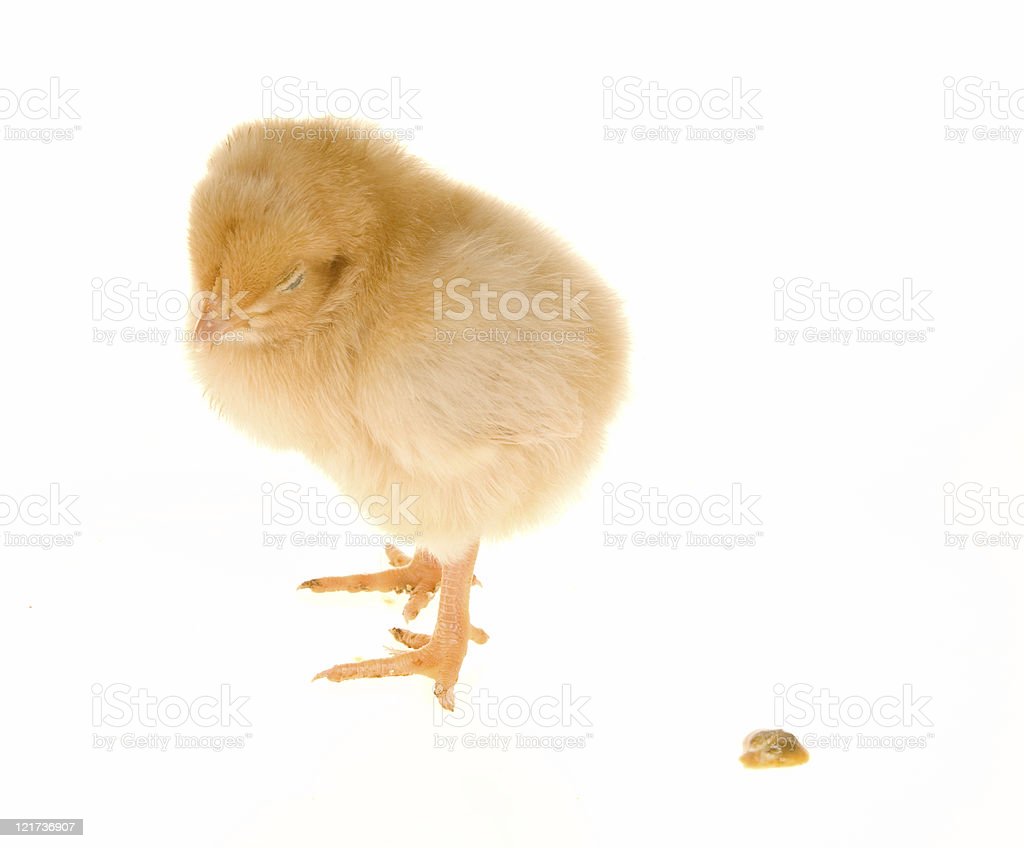 Detail Gambar Tai Ayam Nomer 15