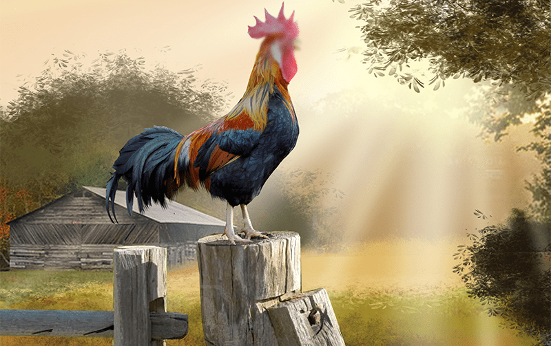 Detail Gambar Tai Ayam Nomer 19