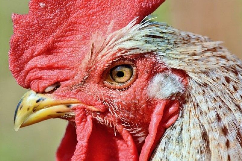 Detail Gambar Tai Ayam Nomer 20